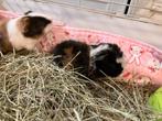 Beertjes te koop alleen samen, Dieren en Toebehoren, Cavia, Mannelijk, November, Tam