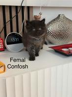 Ragdoal cat, Dieren en Toebehoren, Katten en Kittens | Raskatten | Langhaar, Poes