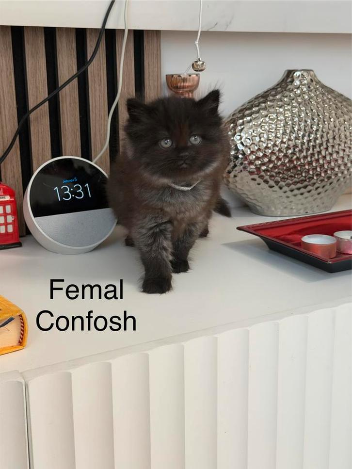 Ragdoal cat, Dieren en Toebehoren, Katten en Kittens | Raskatten | Langhaar, Poes