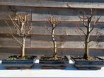 diverse winterlinde als bonsai, Ophalen of Verzenden, Volle zon, Overige soorten, Minder dan 100 cm