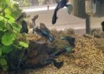 Guppy Blue Moscow, Dieren en Toebehoren, Vis