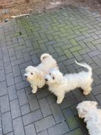 Malitpoo pups,puppy, teefjes, uit geteste ouders, Overige rassen, CDV (hondenziekte), 8 tot 15 weken, Teef