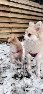 Lieve teefjes zoeken 5 sterrenhuisje, Dieren en Toebehoren, Honden | Poolhonden, Keeshonden en Oertypen, Keeshond, Teef, Meerdere