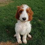Bonte Irish Doodles! ( labradoodle maar net iets anders), Dieren en Toebehoren, Overige rassen, CDV (hondenziekte), 8 tot 15 weken