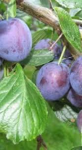 FRUITBOMEN LAAGSTAM, Tuin en Terras, Planten | Fruitbomen, 100 tot 250 cm, Volle zon, Lente, Ophalen