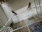Koppel barva, Dieren en Toebehoren, Vogels | Parkieten en Papegaaien, Meerdere dieren, Parkiet, Geringd