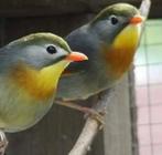 Mooi koppel Japanse Nachtegalen 2024, Dieren en Toebehoren, Vogels | Overige Vogels, Meerdere dieren