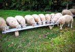 Texelaar dekrammen, Mannelijk, Schaap, 0 tot 2 jaar