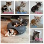 5 prachtige Maine Coon kittens, Dieren en Toebehoren, Meerdere dieren, Ontwormd