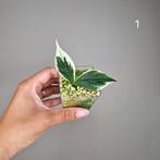 Hoya Polyneura Albo Variegata, Overige soorten, Minder dan 100 cm, Bloeiende kamerplant, Halfschaduw