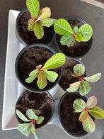 Madagascar stekjes, Huis en Inrichting, Kamerplanten, Ophalen, Vetplant, Halfschaduw