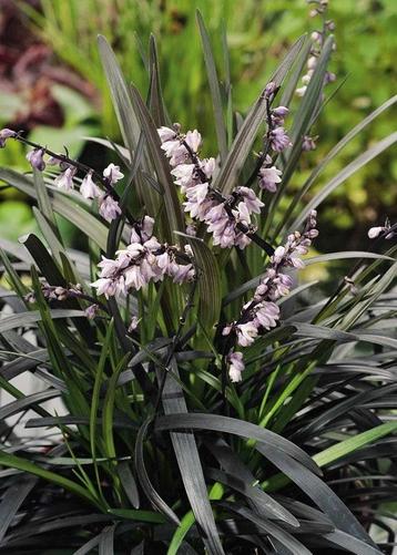 Ophiopogon planiscapus niger  / Slangenbaard  beschikbaar voor biedingen