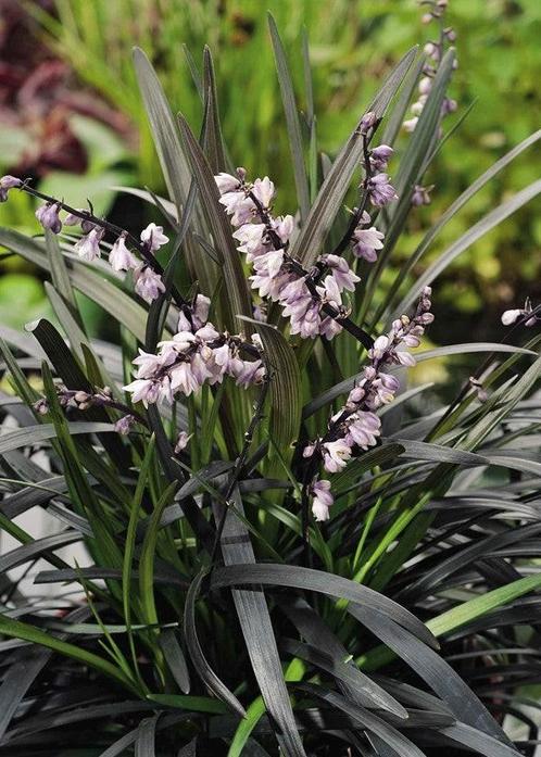 Ophiopogon planiscapus niger  / Slangenbaard, Tuin en Terras, Planten | Tuinplanten, Volle zon, Zomer, Ophalen