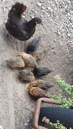 krielkip, Araucana, Hollandse Kriel en mix araucana en zijde, Meerdere dieren, Kip