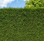 Conifeer THUJA, In pot, Bloeit niet, Halfschaduw, 100 tot 250 cm