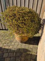 Japanse vijver aankleding, Ophalen, Gebruikt