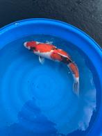 te koop. showa momotaro, Dieren en Toebehoren, Vissen | Vijvervissen, Karper of Koi