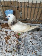 Jonge Til duif, Dieren en Toebehoren, Vogels | Duiven, Mannelijk