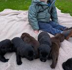 Prachtige labrador retriever pups bruin en zwart met stamboo, Dieren en Toebehoren, CDV (hondenziekte), 8 tot 15 weken, Labrador retriever