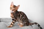 Uitstekende Bengaalse katertjes beschikbaar, Dieren en Toebehoren, Katten en Kittens | Raskatten | Korthaar, Kater, Gechipt, 0 tot 2 jaar