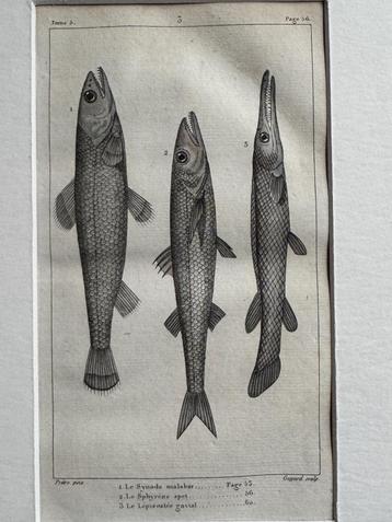 O U D 1812 - vissen gravure - plate 56 beschikbaar voor biedingen