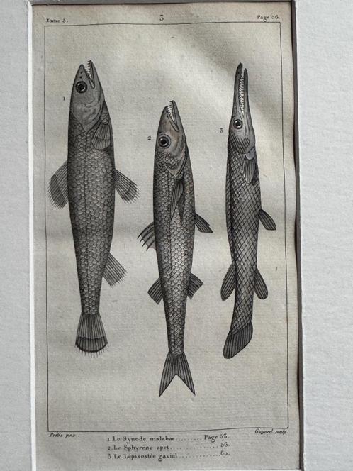 O U D 1812 - vissen gravure - plate 56, Antiek en Kunst, Kunst | Etsen en Gravures, Ophalen of Verzenden