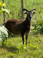 Mooie ooi, Soay ras, Dieren en Toebehoren, Schapen, Geiten en Varkens, Vrouwelijk, Schaap, 3 tot 5 jaar