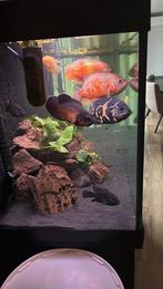 Grote oscars wit en zwart, Dieren en Toebehoren, Vissen | Aquariumvissen, Vis
