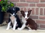 Prachtige FRIESE STABIJ x BORDER COLLIE pups, Dieren en Toebehoren, Honden | Niet-rashonden, Nederland, CDV (hondenziekte), 8 tot 15 weken