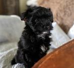 Prachtige Pomapoo pups uit geteste ouders, Poedel, CDV (hondenziekte), 8 tot 15 weken, Meerdere
