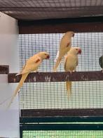 Lutino Alexanders, Vrouwelijk, Parkiet