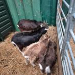 Enkele prachtige toggenburger bokken en geiten cl-cae vrij, Dieren en Toebehoren, Schapen, Geiten en Varkens, Meerdere dieren