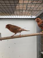 kanaries, Dieren en Toebehoren, Vogels | Kanaries, Meerdere dieren, Kleurkanarie