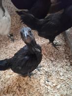 Sierkipjes, Dieren en Toebehoren, Meerdere dieren, Kip