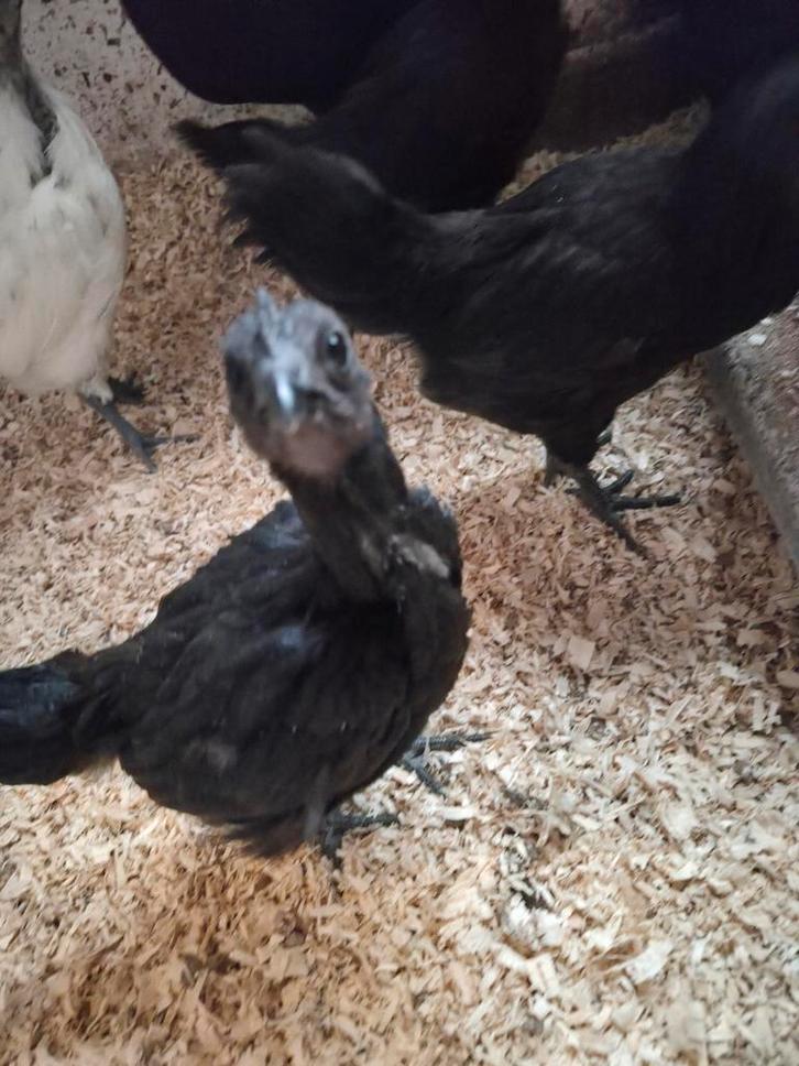 Sierkipjes, Dieren en Toebehoren, Pluimvee, Kip, Meerdere dieren