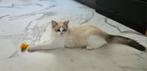 Ragdoll kitten met stamboom!!!, Dieren en Toebehoren, Katten en Kittens | Raskatten | Langhaar, Kater, Gechipt, 0 tot 2 jaar