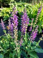 Salvia nemorosa ‘Mainacht’ (Salie), Zomer, Vaste plant, Ophalen, Volle zon