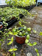 Maagdenpalm, Vinca minor., Tuin en Terras, Planten | Tuinplanten, Ophalen, Bodembedekkers, Vaste plant, Halfschaduw