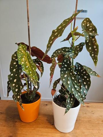2x kamerplant: stippenbegonia/stippenplant - 50 & 40 cm hoog beschikbaar voor biedingen