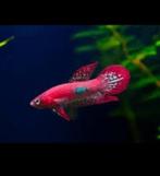 Nieuw binnen!!! wildvang Betta coccina!!!, Dieren en Toebehoren, Vis, Zoetwatervis