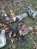 Muskuseenden,eend, Dieren en Toebehoren, Pluimvee, Meerdere dieren, Eend