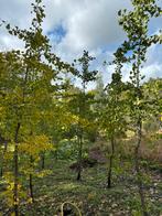 Ginkgo Biloba bomen te koop, Tuin en Terras, Planten | Bomen, Bloeit niet, Overige soorten, 250 tot 400 cm, Ophalen