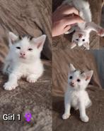Ontzettend leuke kittens!!, Meerdere dieren, Ontwormd, 0 tot 2 jaar