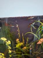 10 Endler guppen man guppies, Dieren en Toebehoren, Vis, Zoetwatervis, Schoolvis
