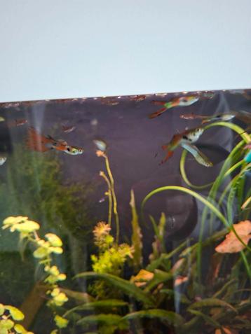 10 Endler guppen man guppies beschikbaar voor biedingen