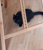 Kittens 4 maanden oud zoeken een warm huisje, Poes, Ontwormd, 0 tot 2 jaar