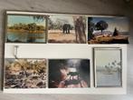 foto's met lijst dieren, natuur Afrika, Indonesia jaren '60, Verzamelen, Foto's en Prenten, Gebruikt, Foto, 1940 tot 1960, Buitenland