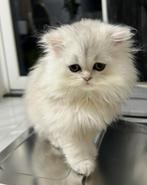 Britse Korthaar kitten, Dieren en Toebehoren, Katten en Kittens | Raskatten | Langhaar, Poes, Ontwormd