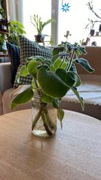 Plectranthus Bellus Mt. Carbine, Ophalen of Verzenden, Halfschaduw, Minder dan 100 cm