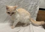 Te koop  Ragdoll  kruising, Meerdere dieren, Ontwormd, 0 tot 2 jaar